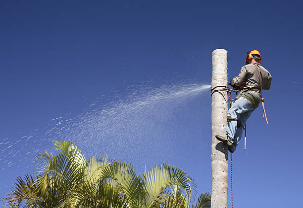 Best Tree Removal  in Howey In The Hills, FL