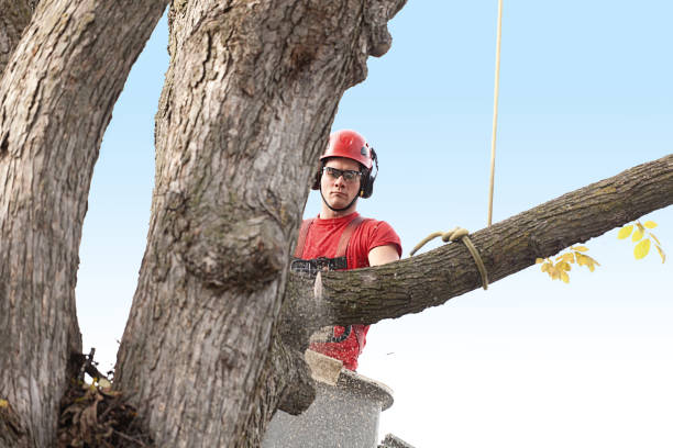 Best Tree Cabling and Bracing  in Howey In The Hills, FL