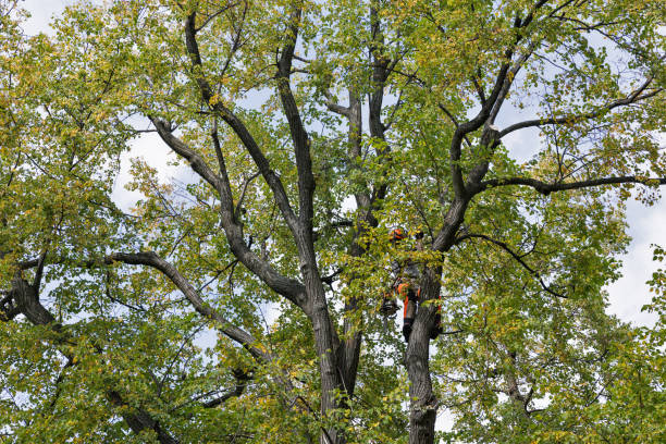 How Our Tree Care Process Works  in  Howey In The Hills, FL